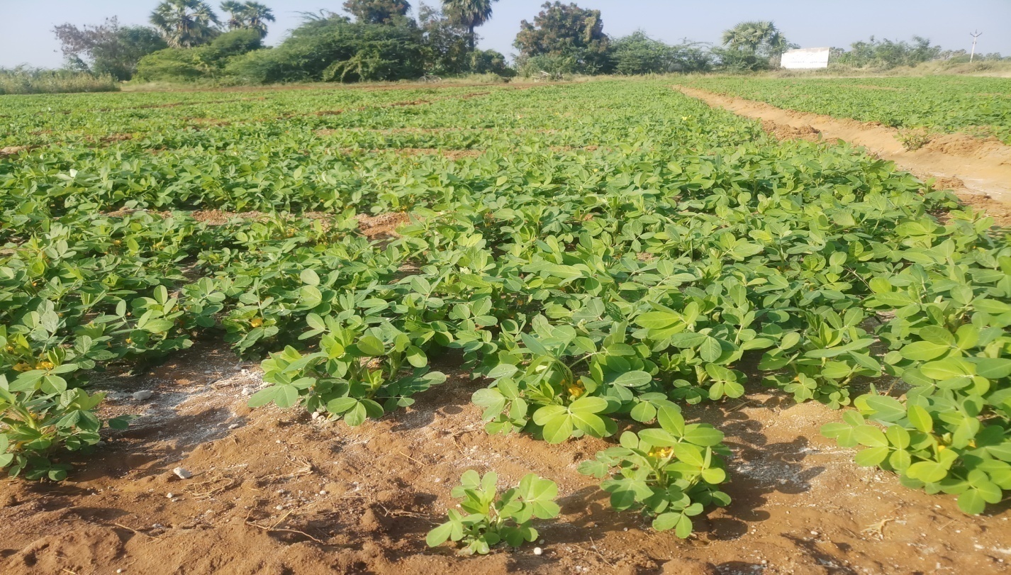 Groundnut Harvest