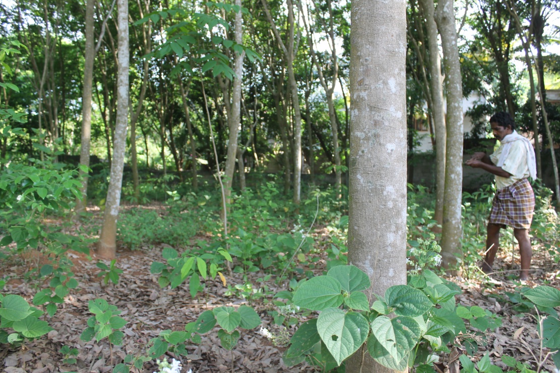 Rubber Harvest